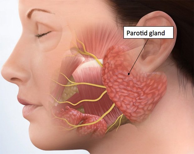 Parotid gland