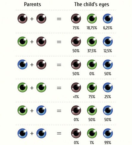 Eye Color Genetics Charts