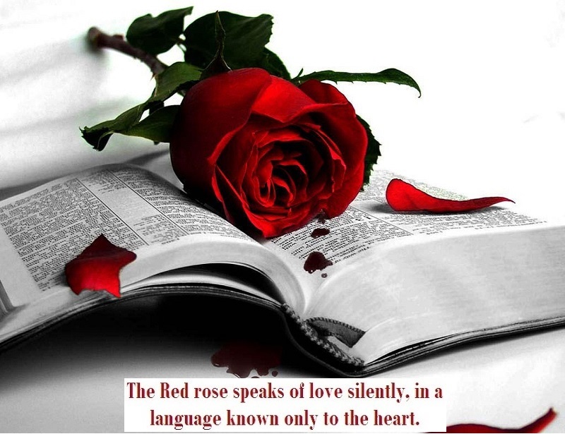 Red-rose-flowers-with-Love-book-messages