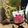  Windsor, una rosa per il principe Filippo nel giardino della Regina Elisabetta