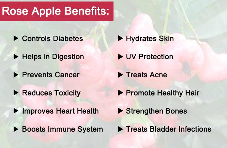 Rose Apple Benefits