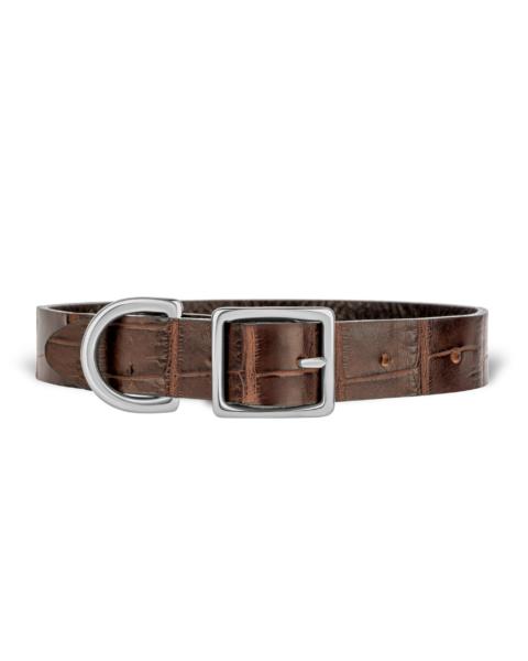 dog collar international dog day