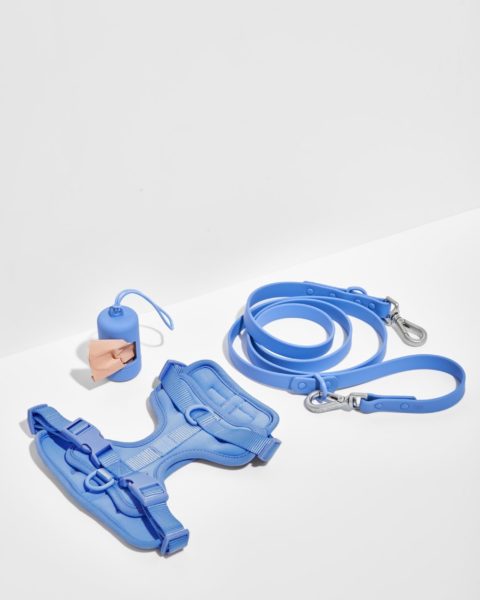 dog harness international dog day