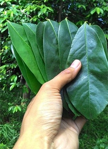 Guyabano Leaves