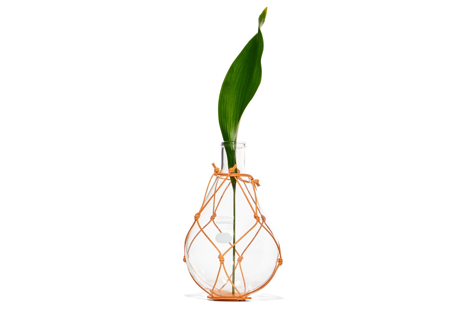Image may contain Plant Food and Leaf